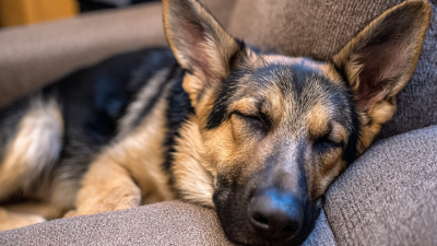 How to Choose the Right Tplo Plate Dog for Your Pet's Recovery