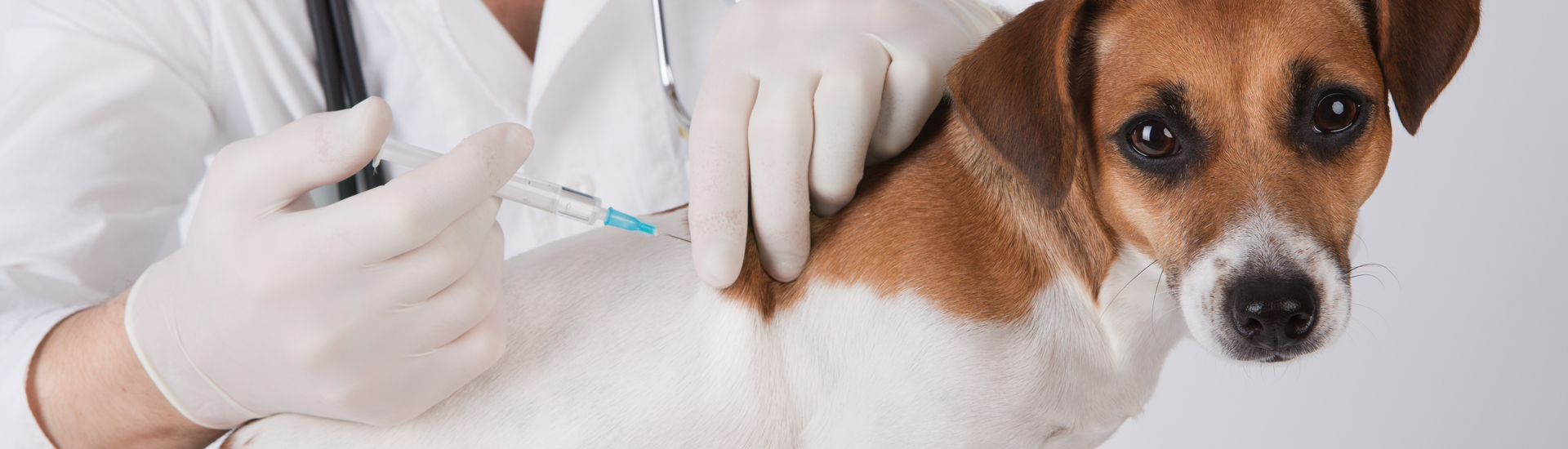 For-Pet-Doctorsbjtp