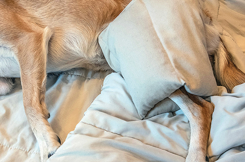 Five considerations for dog rehabilitation after orthopedic surgery